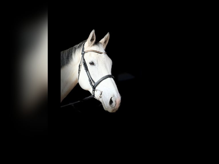 Selle Français Gelding 13 years 18 hh Grey-Dapple in Straubing