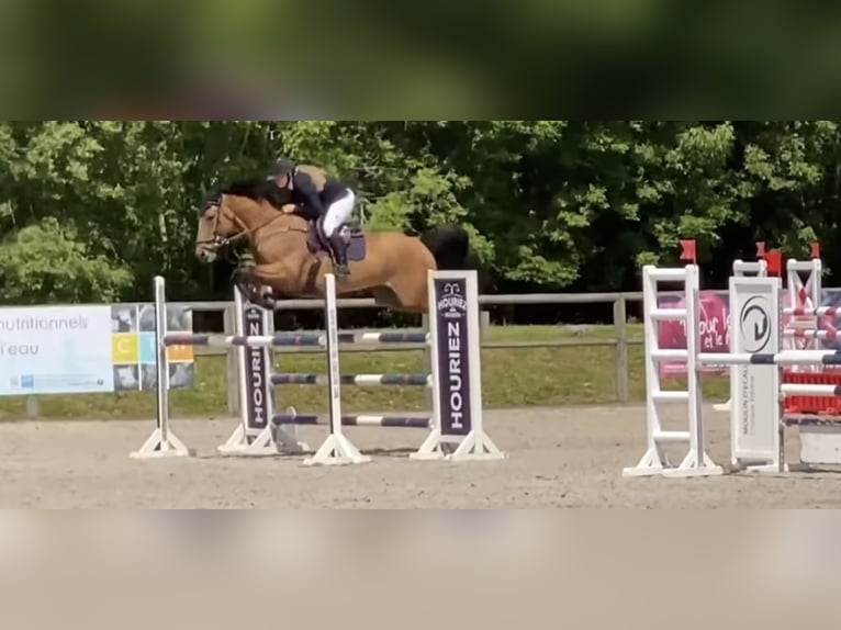 Selle Français Gelding 13 years Bay in South Pasadena