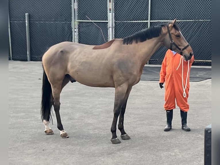 Selle Français Gelding 13 years Bay in South Pasadena