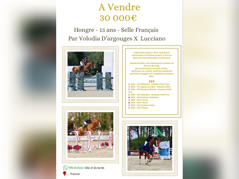 Selle Français Gelding 13 years Chestnut-Red in Aix-en-ProvenceAix en Provence