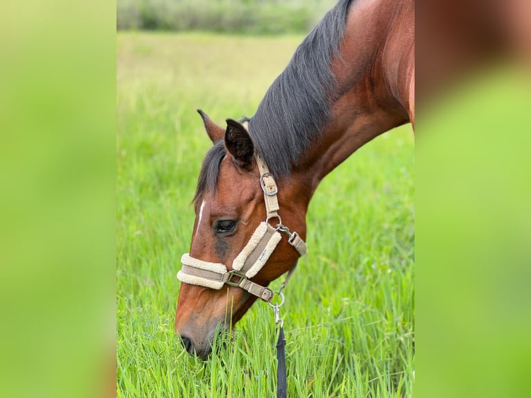 Selle Français Gelding 14 years 15,2 hh Brown in Roquebrune-sur-Argens