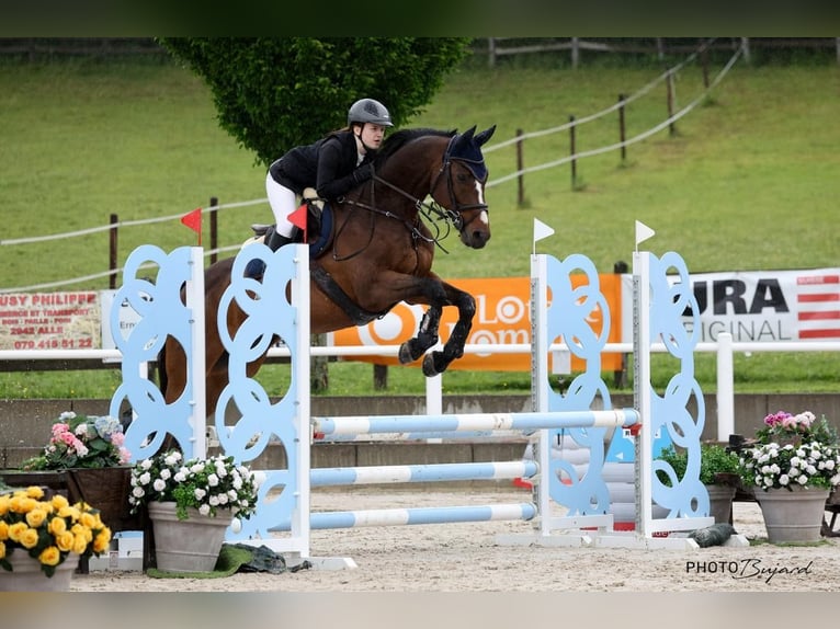 Selle Français Gelding 14 years 16.1 hh Brown in Hintermoos