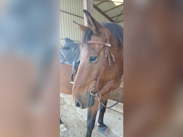 Selle Français Gelding 14 years 16.1 hh  in Molay