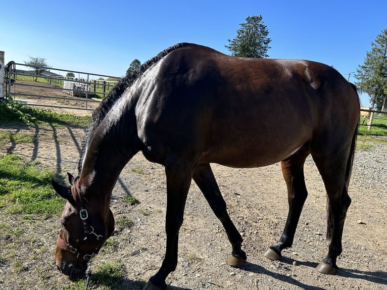 Selle Français Gelding 14 years 16,2 hh Brown in Weywertz