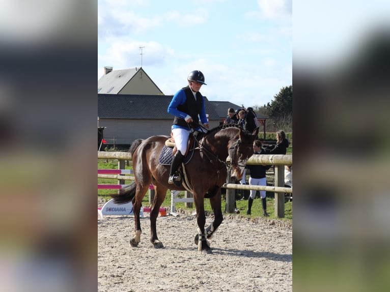 Selle Français Gelding 14 years 16.2 hh Smoky-Black in Les loges marchis