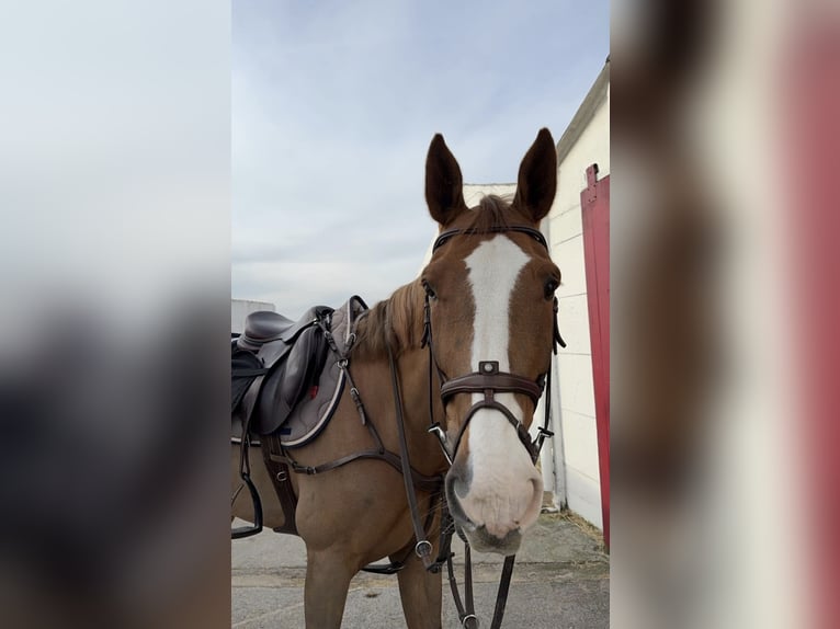 Selle Français Gelding 14 years 16 hh Chestnut-Red in Escaudain
