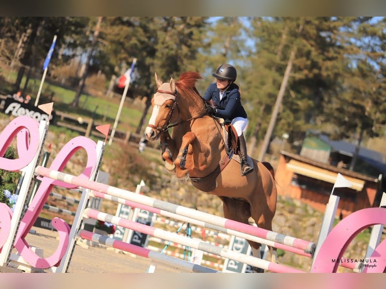 Selle Français Gelding 14 years 16,1 hh Chestnut-Red in Bordeaux