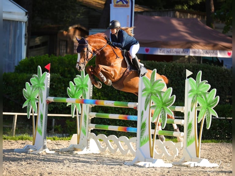 Selle Français Gelding 14 years 16,1 hh Chestnut-Red in Bordeaux