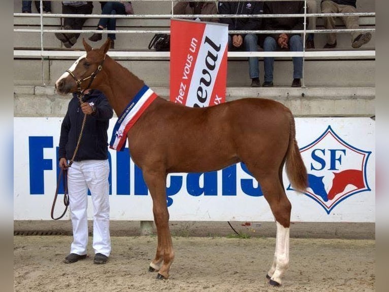 Selle Français Gelding 14 years 16,1 hh Chestnut-Red in Bordeaux