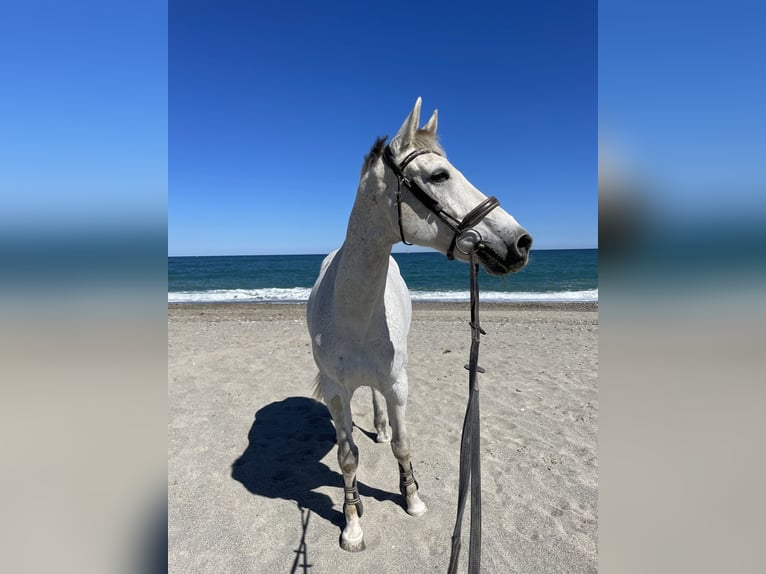 Selle Français Gelding 14 years 16,2 hh Gray in Elne