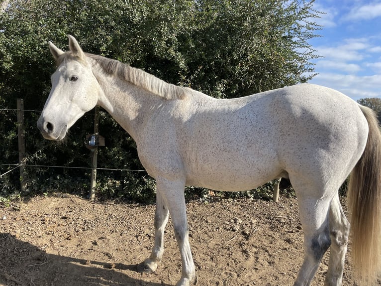 Selle Français Gelding 14 years 16,2 hh Gray in Elne