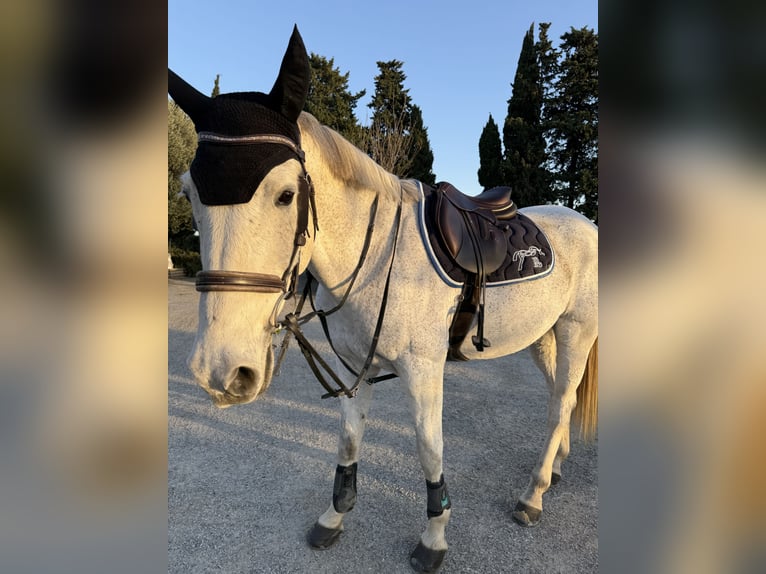 Selle Français Gelding 14 years 16,2 hh Gray in Elne