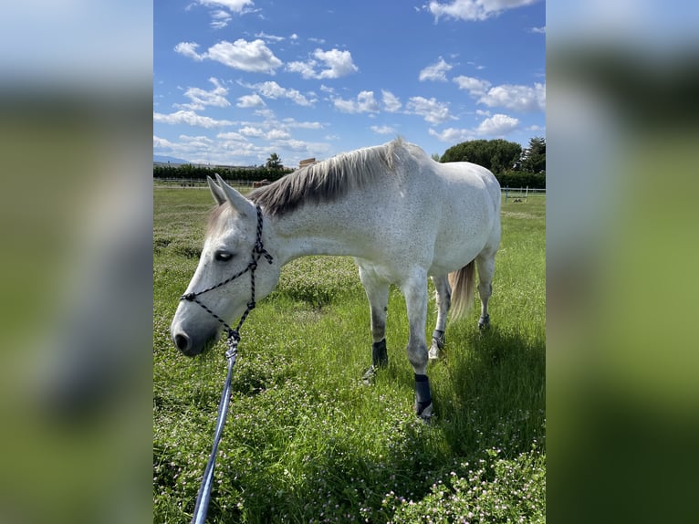 Selle Français Gelding 14 years 16,2 hh Gray in Elne