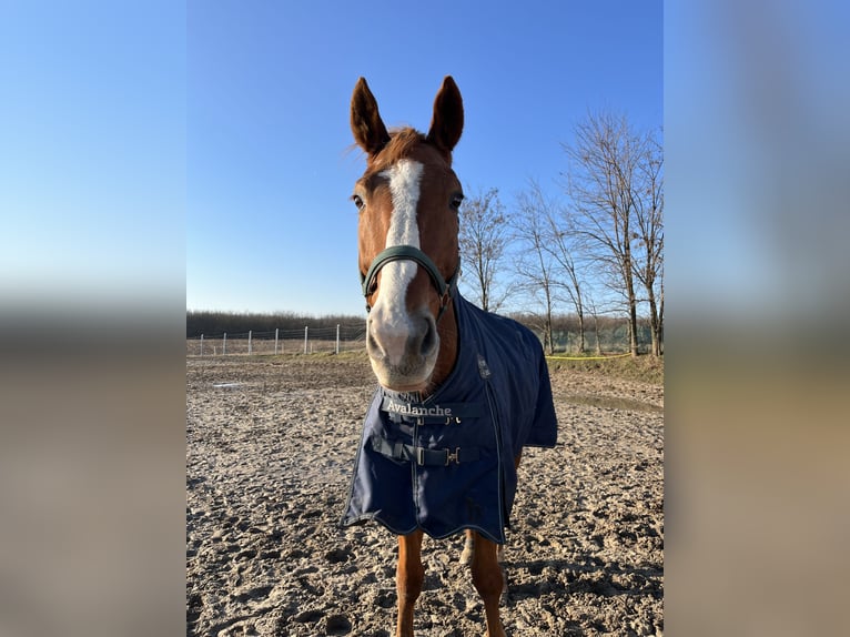 Selle Français Gelding 14 years 17,2 hh Chestnut in Komárom