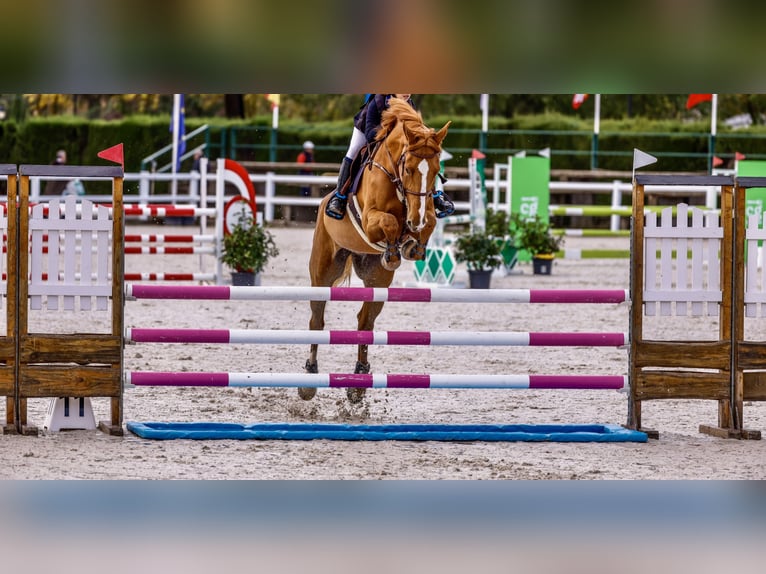 Selle Français Gelding 14 years Chestnut-Red in Leon