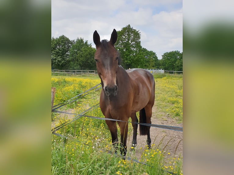 Selle Français Gelding 15 years 16,1 hh Black in la roche sur yon