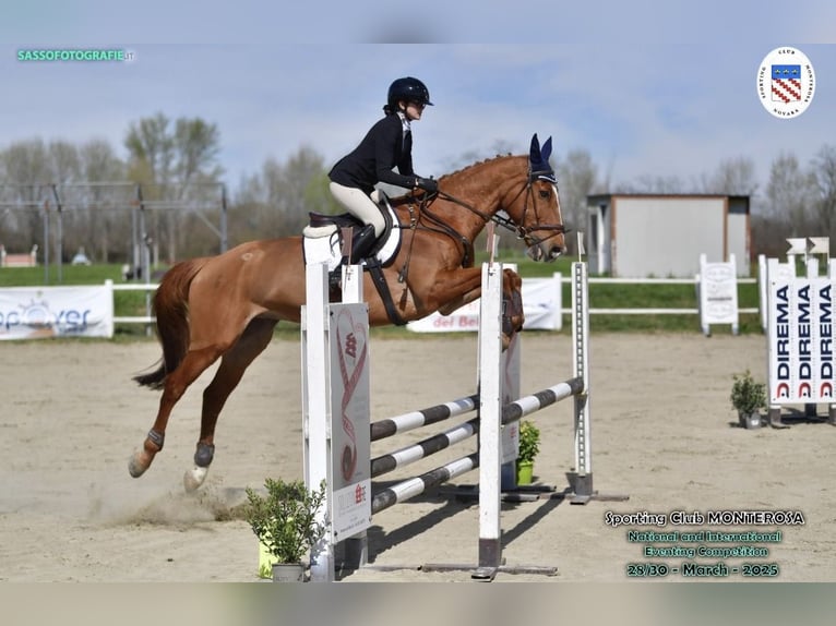 Selle Français Gelding 15 years 16 hh Chestnut-Red in Busto Arsizio