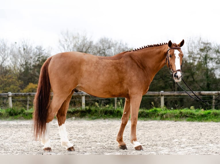 Selle Français Gelding 15 years 16,1 hh Chestnut-Red in Bordeaux