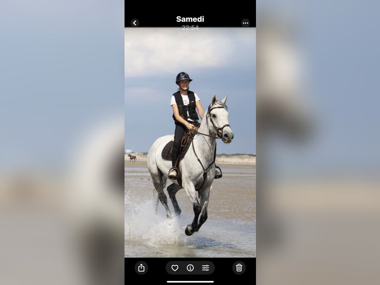 Selle Français Gelding 15 years 16,1 hh Grey in Machemont