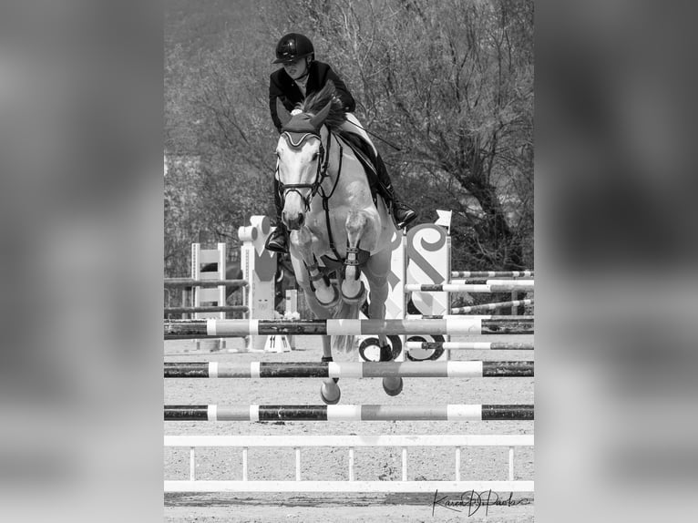 Selle Français Gelding 15 years 16,1 hh Grey in Miami, Florida
