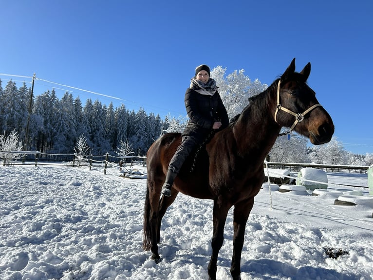 Selle Français Gelding 15 years 16,2 hh Bay-Dark in Monschau
