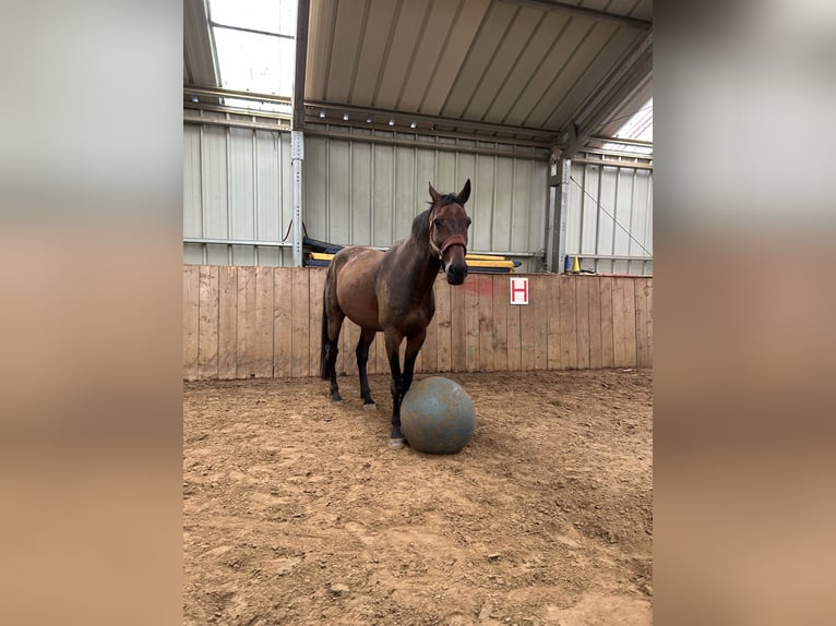 Selle Français Gelding 15 years 16,2 hh Bay-Dark in Monschau