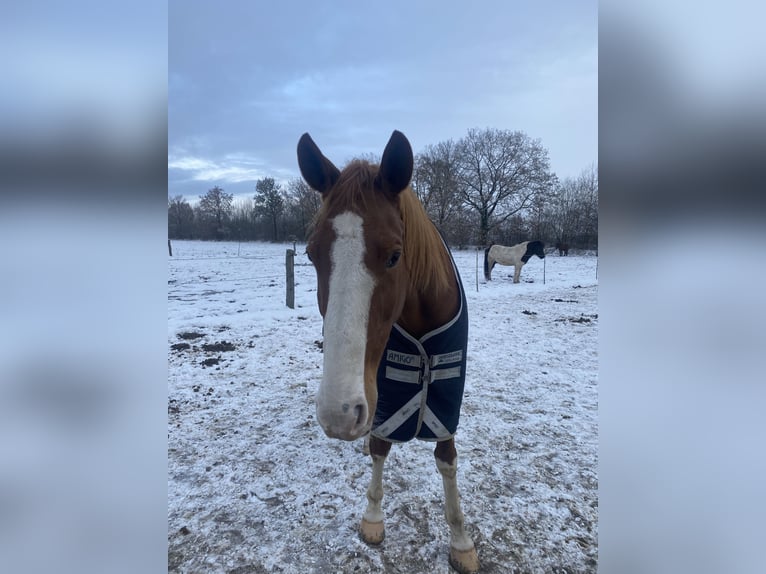 Selle Français Gelding 16 years 15,2 hh Chestnut-Red in Barsbüttel