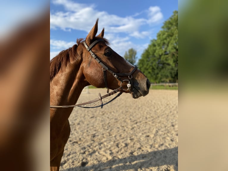 Selle Français Gelding 16 years 15,2 hh Chestnut-Red in Zülpich