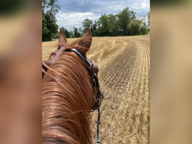 Selle Français Gelding 16 years 15,2 hh Chestnut-Red in Zülpich