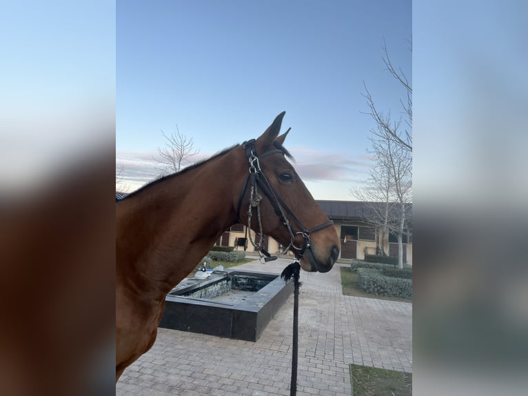 Selle Français Gelding 16 years 16.1 hh Bay-Dark in San Martín de la vega