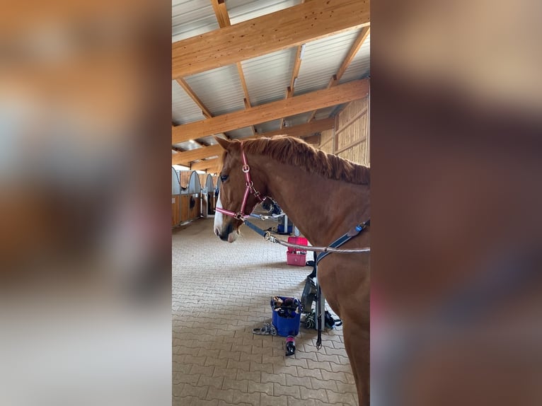 Selle Français Gelding 16 years 16,1 hh Chestnut-Red in Ammerbuch