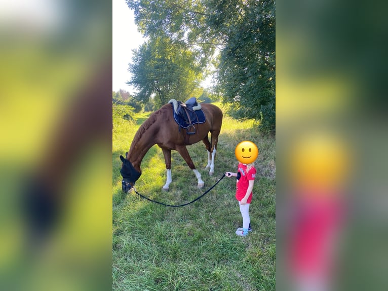 Selle Français Gelding 16 years 16,1 hh Chestnut-Red in Ammerbuch