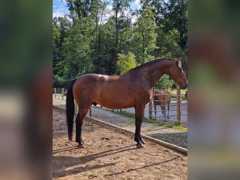 Selle Français Gelding 16 years 16 hh Brown in Lenggries