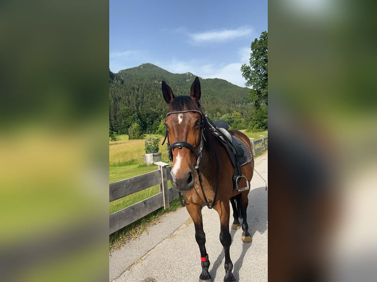 Selle Français Gelding 16 years 16 hh Brown in Lenggries
