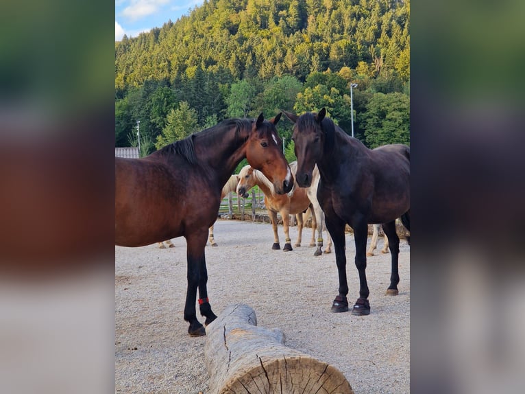 Selle Français Gelding 16 years 16 hh Brown in Lenggries
