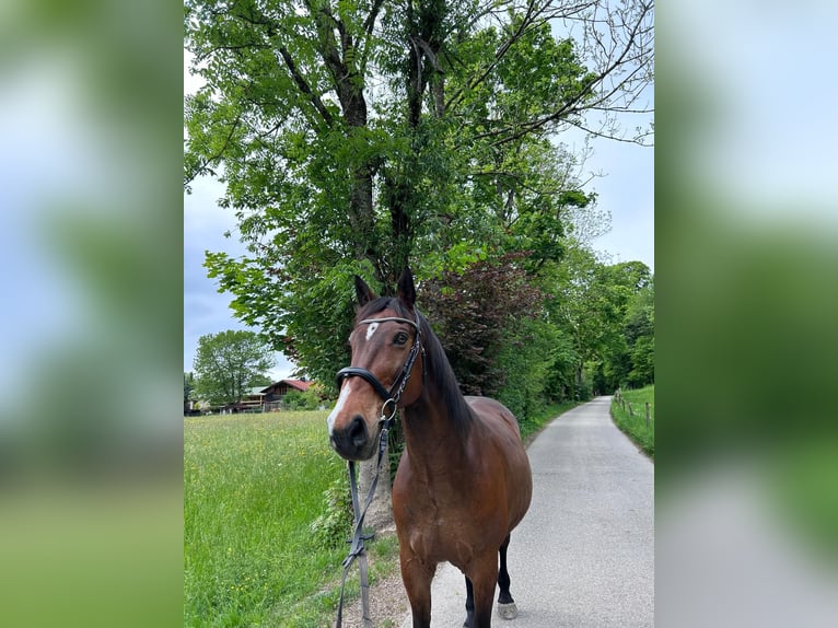Selle Français Gelding 16 years 16 hh Brown in Lenggries