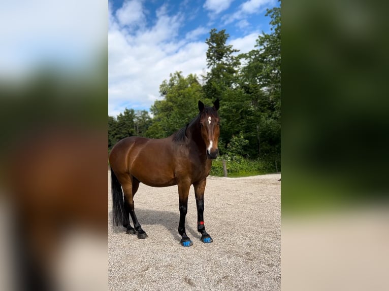 Selle Français Gelding 16 years 16 hh Brown in Lenggries