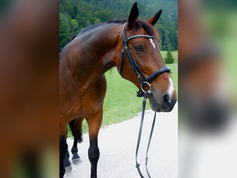 Selle Français Gelding 16 years 16 hh Brown in Lenggries
