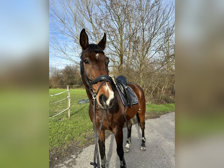 Selle Français Gelding 16 years 17 hh Bay-Dark in Karlsruhe
