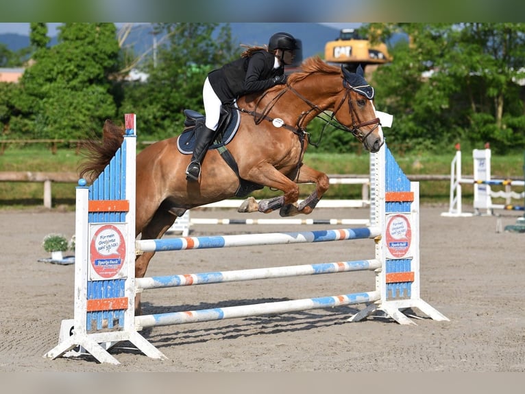 Selle Français Gelding 16 years 17 hh Chestnut-Red in Haßloch