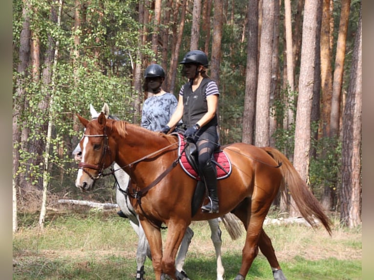 Selle Français Gelding 16 years 17 hh Chestnut-Red in Haßloch