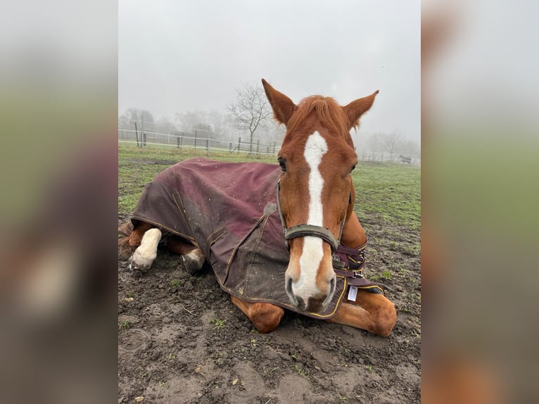 Selle Français Gelding 16 years 17 hh Chestnut-Red in Haßloch