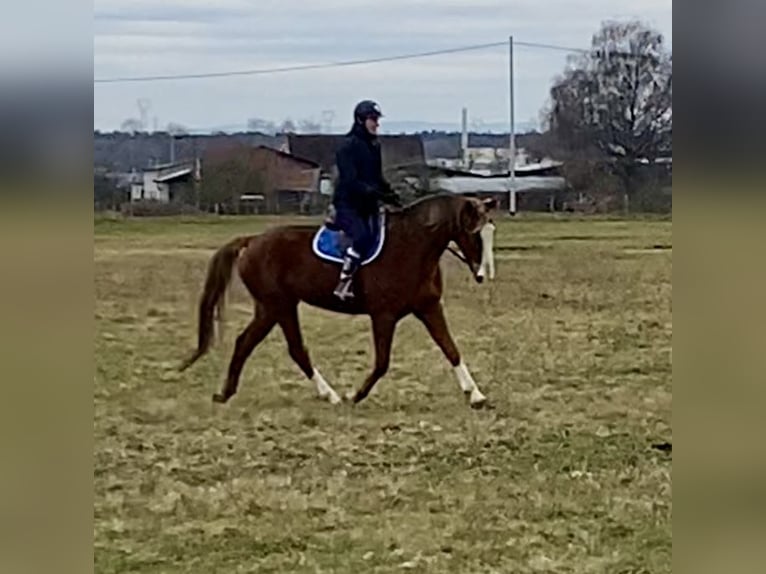 Selle Français Gelding 16 years 17 hh in Haguenau