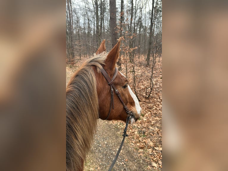 Selle Français Gelding 16 years 17 hh in Haguenau