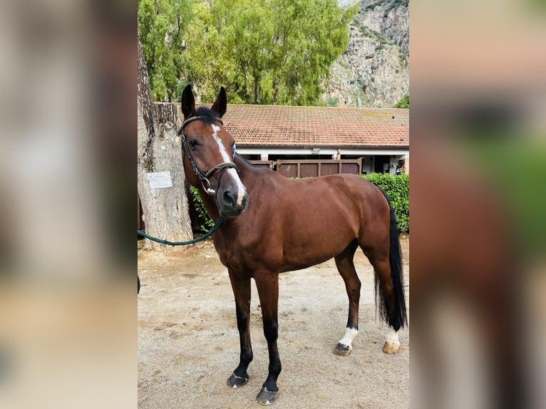 Selle Français Gelding 16 years Bay in Palermo