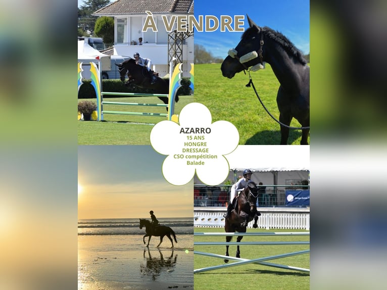 Selle Français Gelding 16 years Black in Saint-Brevin-les-Pins