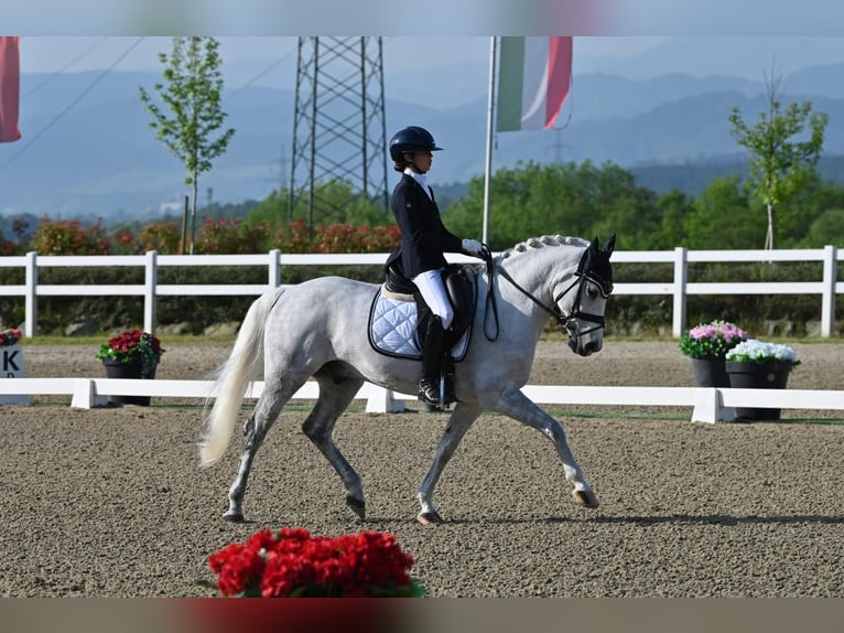 Selle Français Gelding 17 years 14,2 hh Grey in Bertinoro
