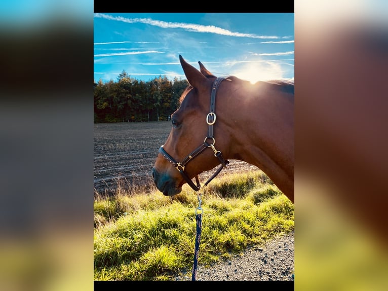 Selle Français Gelding 17 years 15,2 hh Brown in Bayreuth