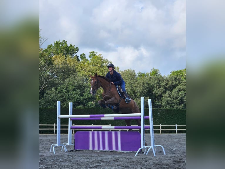 Selle Français Gelding 17 years 16 hh Chestnut in salleboeuf