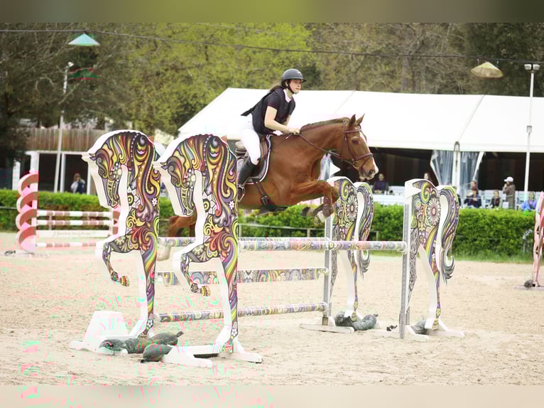 Selle Français Gelding 17 years 16 hh Chestnut in salleboeuf
